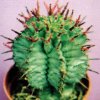 Euphorbia horrida v.striata